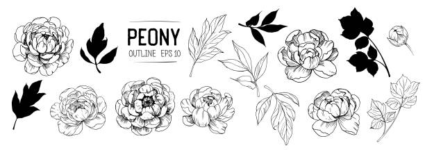 ilustraciones, imágenes clip art, dibujos animados e iconos de stock de conjunto de peonías esboza con hojas. elementos florales para el diseño. vector. aislado - peonía