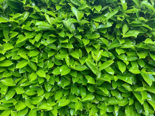 Evergreen bay tree hedge stock photo