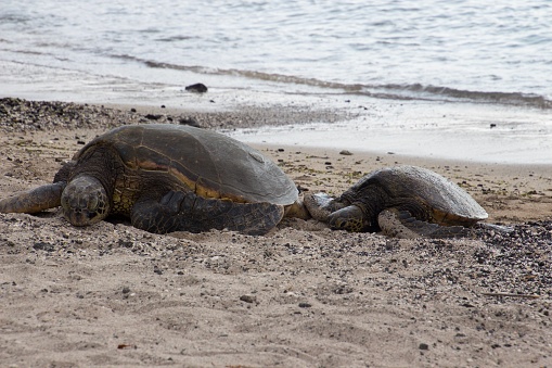 Two sea turtles lie on a sandy beach
