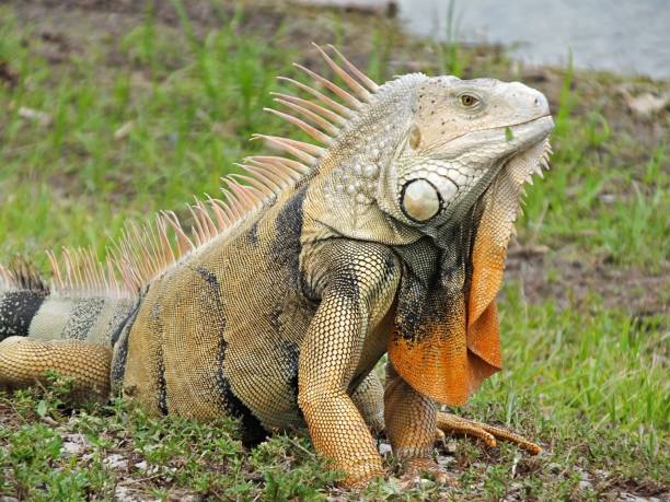 istock Green Iguana (Iguana iguana) with a blade of grass on its mouth 1152451607
