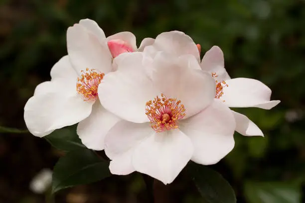 beautiful pink buds blossoming dog rose