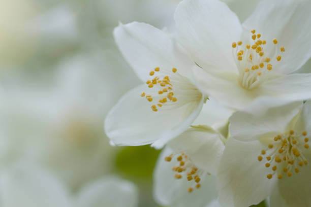 istock white jasmine flowers blooming in the garden 1152452995