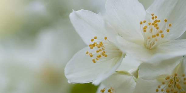 istock white jasmine flowers blooming in the garden 1152453022