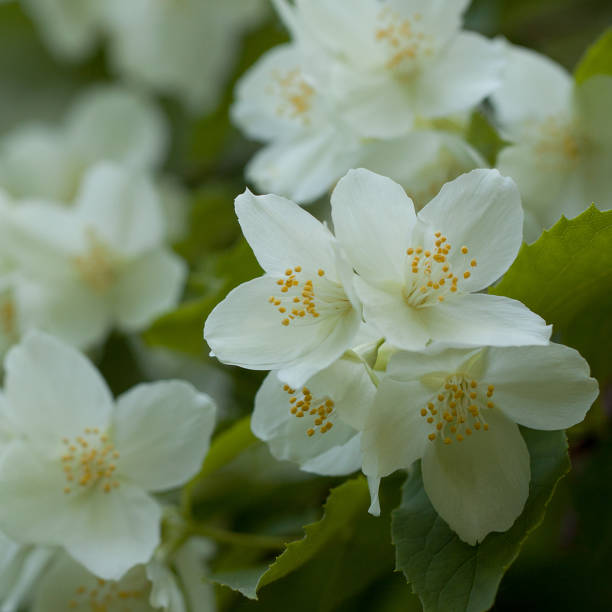 istock delicate beautiful jasmine flowers 1152453041