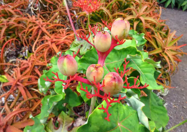 Jatropha podagrica (Gout plant, Buddha belly, Guatemalan rhubarb), a weird succulent plant with red coral like arms.