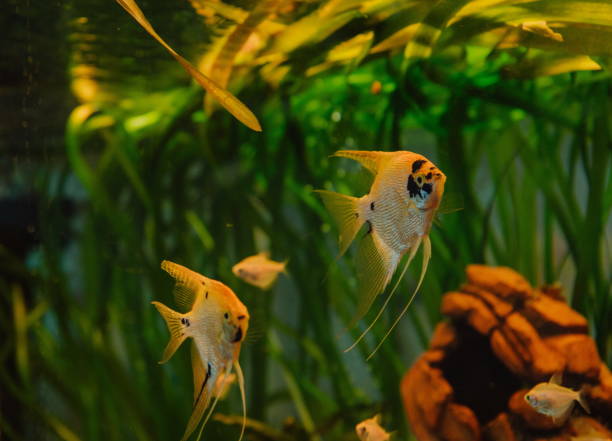 istock aquarium fish angelfish steam aquarium algae design 1152453370