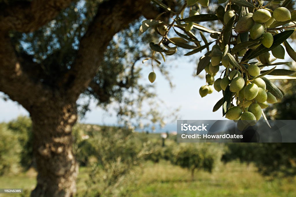 olive tree in greece green olives on an olive tree in greece with olive grove in background Olive Tree Stock Photo