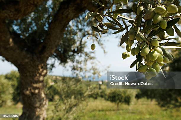 Drzewo Oliwne W Grecji - zdjęcia stockowe i więcej obrazów Drzewo oliwne - Drzewo oliwne, Oliwka, Drzewo