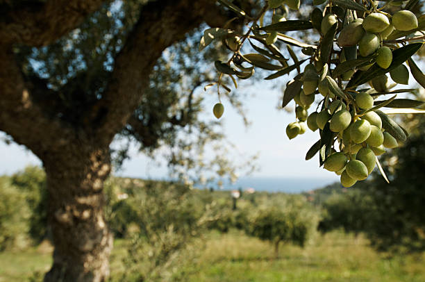 olive tree, na grécia - calamata olive - fotografias e filmes do acervo