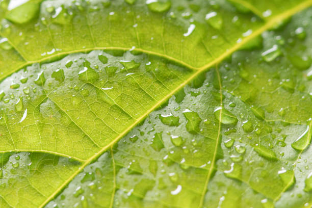 Green leaf with drops of water
