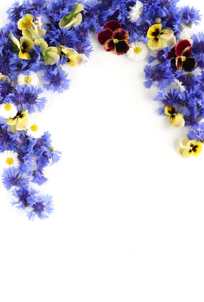 istock Border, frame, from blue flowers cornflowers and pansy flowers  pattern on white background. top view. copy space 1152454558