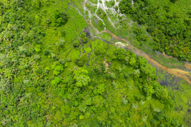 istock Aerial view of a bai (saline, mineral clearing) in the rainforest, Congo 1152454672