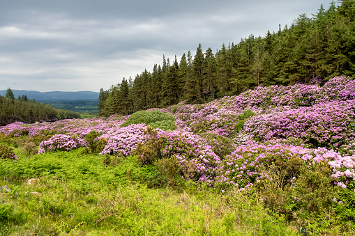 Rhododendron growing in the Vee valley on the Tipperary Waterford border in Ireland.
