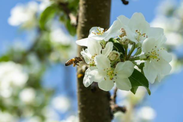 istock Honey bee pollinating apple blossom in spring garden 1152456705