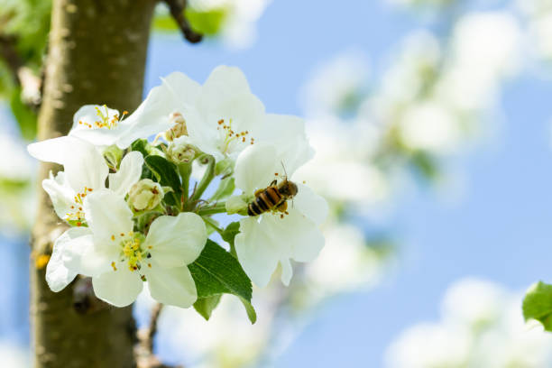 istock Honey bee pollinating apple blossom in spring garden 1152456747