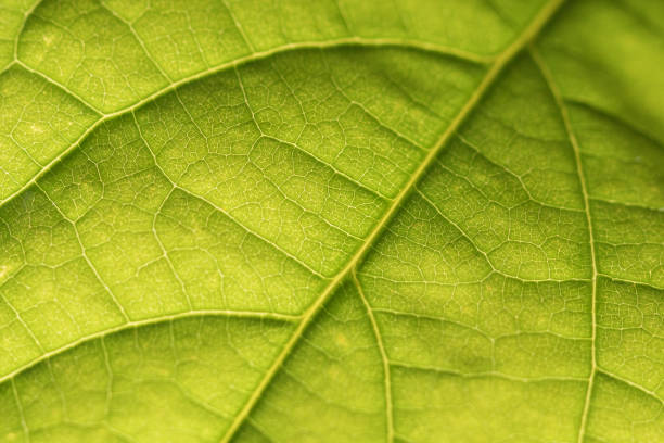 sfondo astratto della trama della foglia verde primo piano - beautiful surface level leaf lush foliage foto e immagini stock