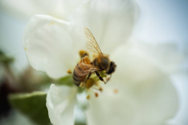 istock Honey bee pollinating apple blossom in spring garden 1152456809