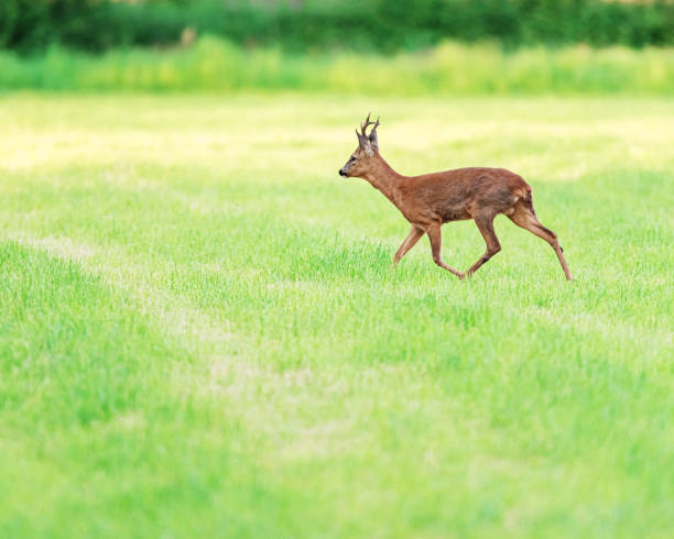 istock Roebuck walking in mowed meadow in spring. 1152458463