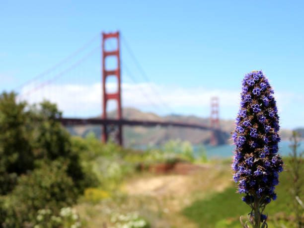 istock Pride of Madeira Flower with Golden Gate Bridge 1152458548