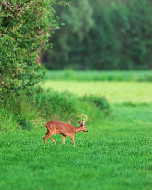 istock Roe deer doe walking in meadow in spring. 1152458552