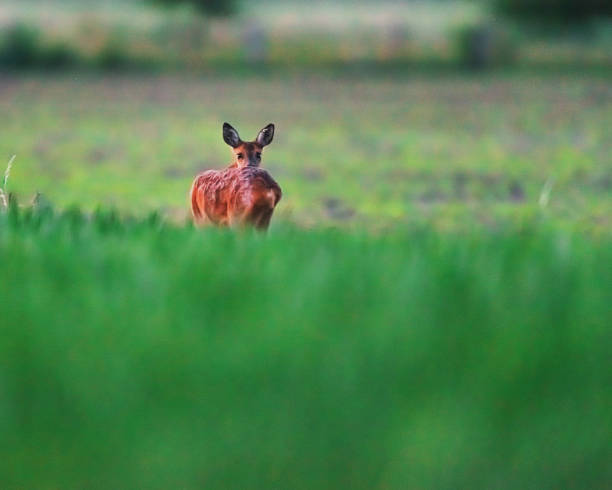 istock Roe deer doe in farmland in spring looking over shoulder. 1152458575