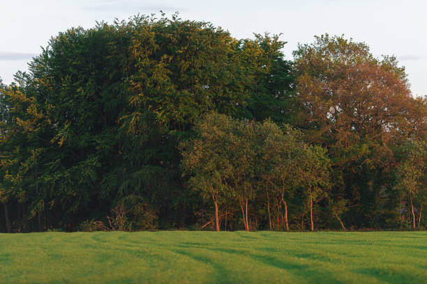 istock Farmland with forest edge in evening sunlight in spring. 1152458593