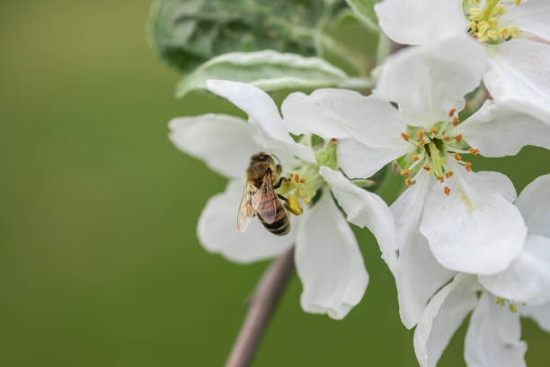 istock Honey bee pollinating apple blossom in spring garden 1152458674