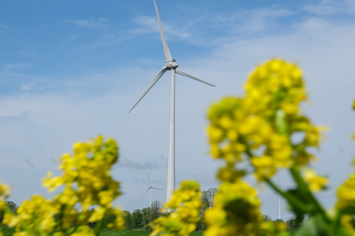 View of a landscape plantation with three wind turbines and flowers framed