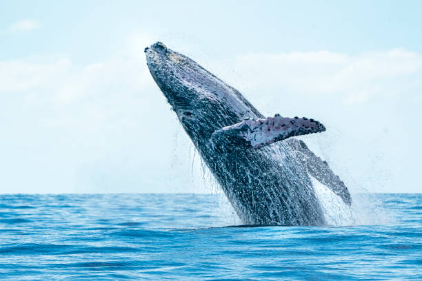 istock humpback whale breaching in cabo san lucas 1152458842