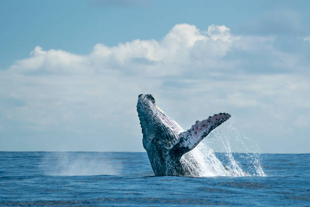 istock humpback whale breaching in cabo san lucas 1152458860