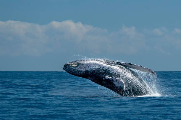 istock humpback whale breaching in cabo san lucas 1152458867