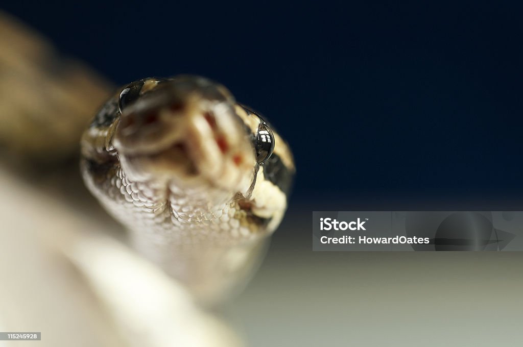 Tête de serpent Python - Photo de Animaux de compagnie libre de droits