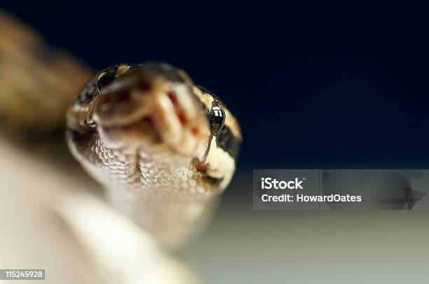 Testa Di Serpente Pitone - Fotografie stock e altre immagini di Animale - Animale, Animale da compagnia, Camminare a gattoni