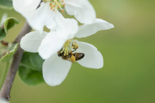 istock Honey bee pollinating apple blossom in spring garden 1152459583