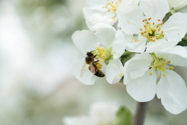 istock Honey bee pollinating apple blossom in spring garden 1152461301