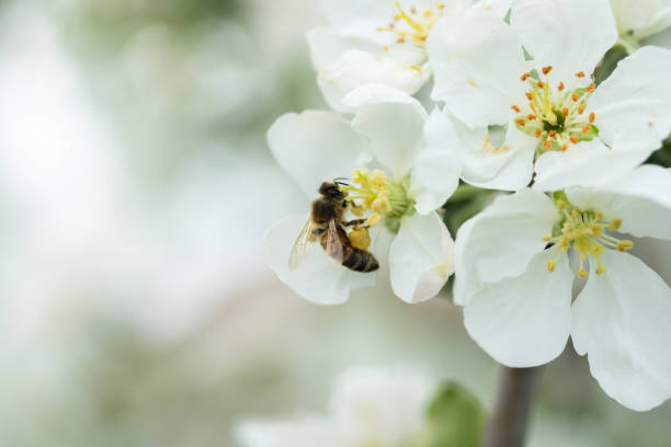 istock Honey bee pollinating apple blossom in spring garden 1152461852