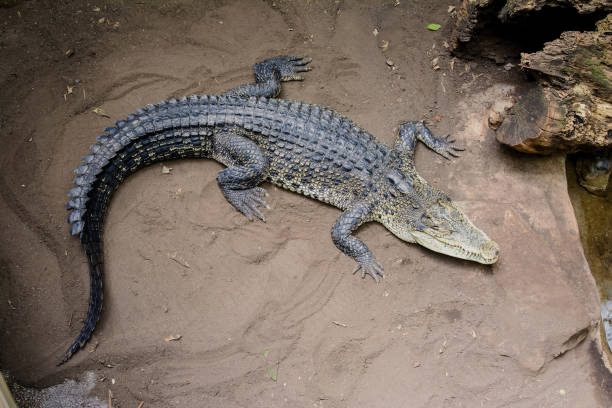 istock crocodile in the zoo in summer 1152461887