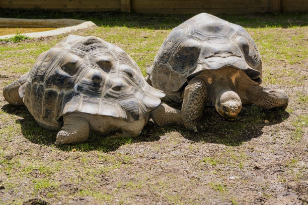 istock big turtles in the zoo 1152461915