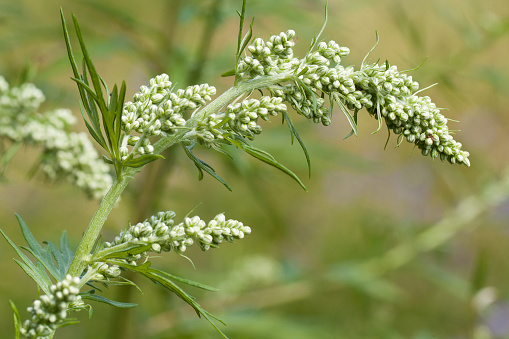 branch of wormwood with small flowers