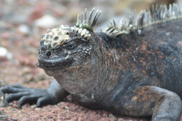 istock Endemic land Iguana at  Galapagos islands 1152462178