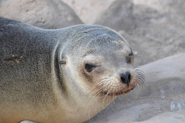 istock Sea lion on Galapagos Islands 1152462451