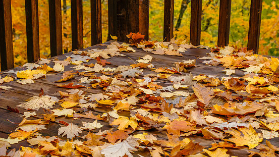 View of wooden desk covered with colorful autumn leaves after rain; fall in Missouri