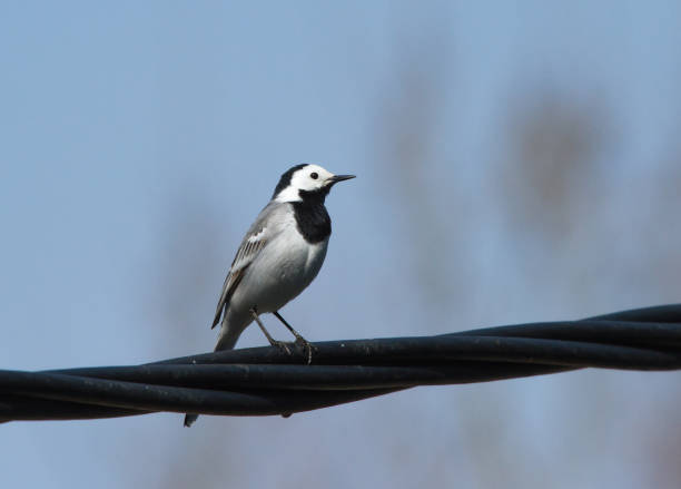 istock White wagtail (Motacilla alba) sitting on the power line 1152462490