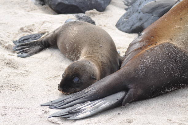 istock Sea lion on Galapagos Islands 1152462500