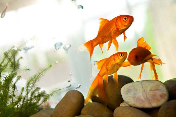 goldfish swimming in tank - vissenkom fotos stockfoto's en -beelden