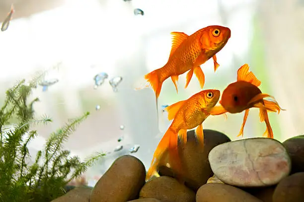 Photo of Goldfish swimming in tank