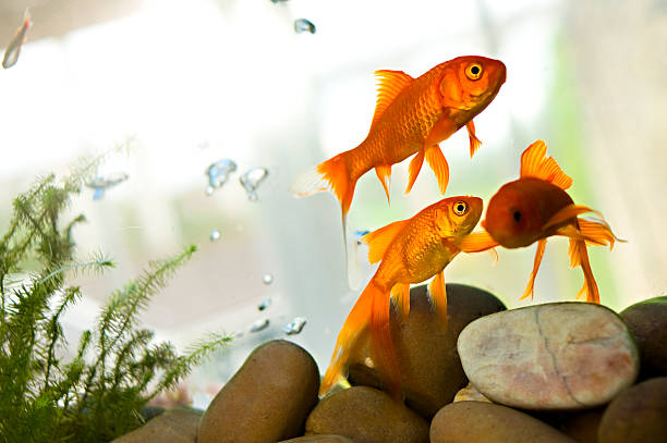 peixe dourado nadar em tank - water plant fotos imagens e fotografias de stock