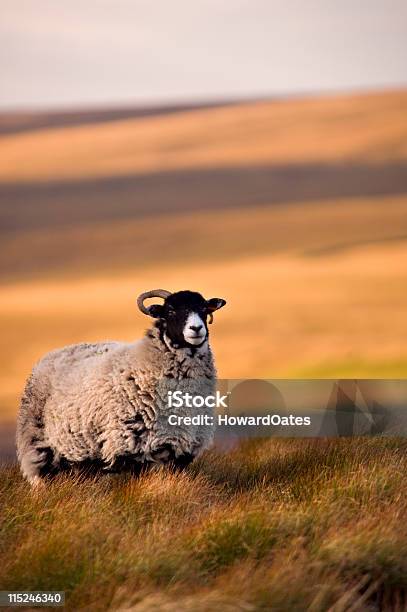 Moorland Sheep In Autumn Light Stock Photo - Download Image Now - Sheep, Autumn, Wool