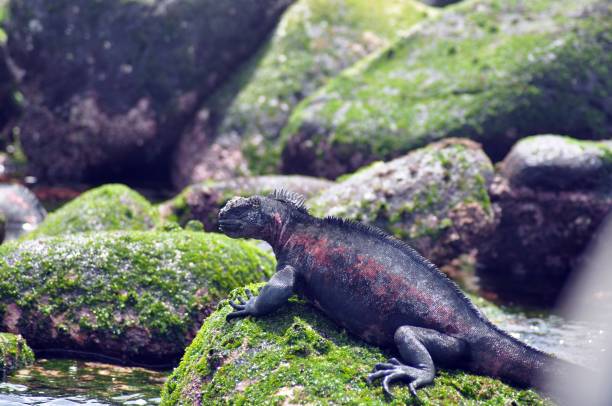 istock Endemic Marine Iguana at  Galapagos islands 1152463483