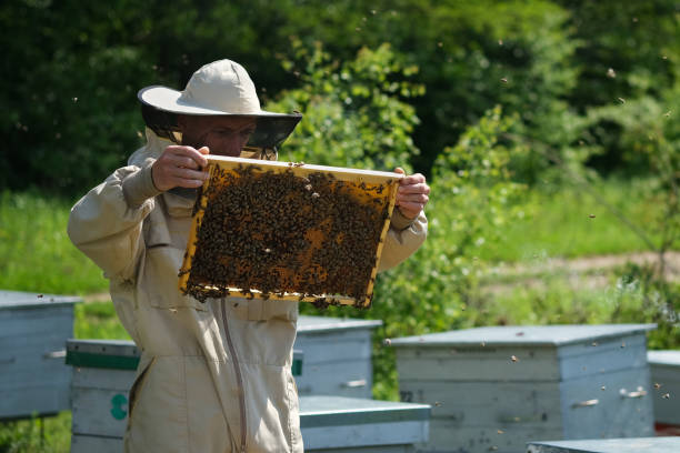istock Beekeeper on apiary. Beekeeper is working with bees and beehives on the apiary. 1152463681